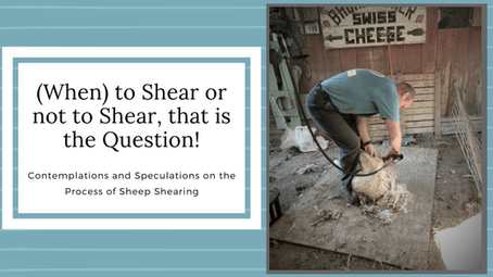 Shearing — Sheep de-wooled!