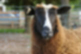 Brown sheep with medium fleece