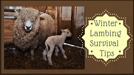 Winter Lambing Survival Tips