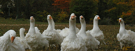 Sebastopol geese