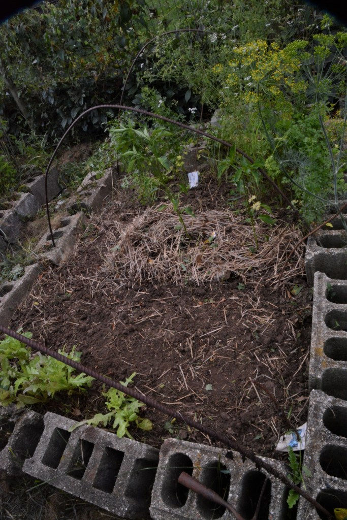 onion in raised bed