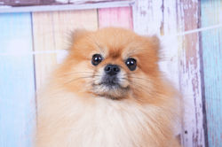 出張写真館 ペット撮影