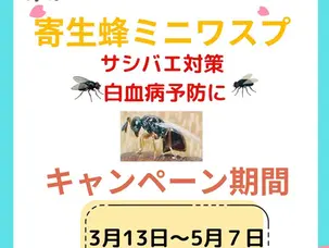 サシバエ対策に寄生蜂ミニワスプ　農場応援キャンペーン！