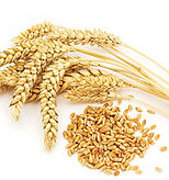wheat seed.jpeg