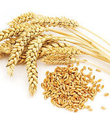 wheat seed.jpeg