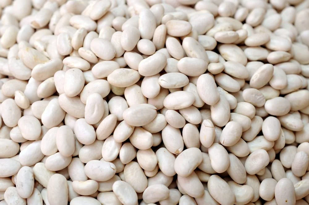 navy bean seed.webp