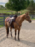 Magic Under Saddle.jpg