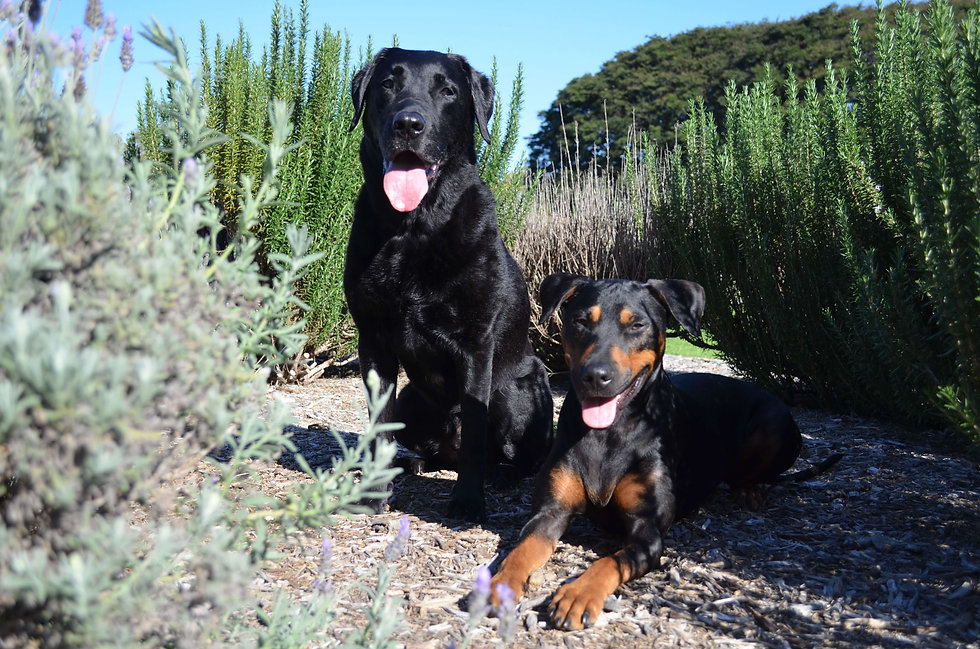 Dog Trainer Brisbane