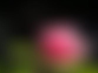 Enamorarse como un aprendizaje de la expansión de la conciencia