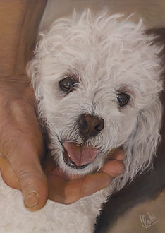 20211006_221955 quadro cane LULU ok.jpg