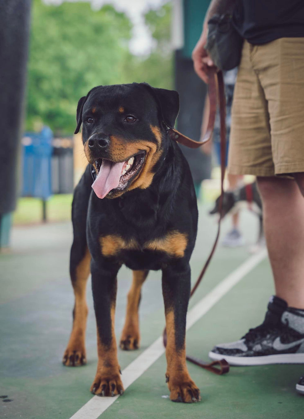 dog training 2.jpg
