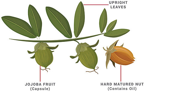 jojoba oil langandivy.jpg
