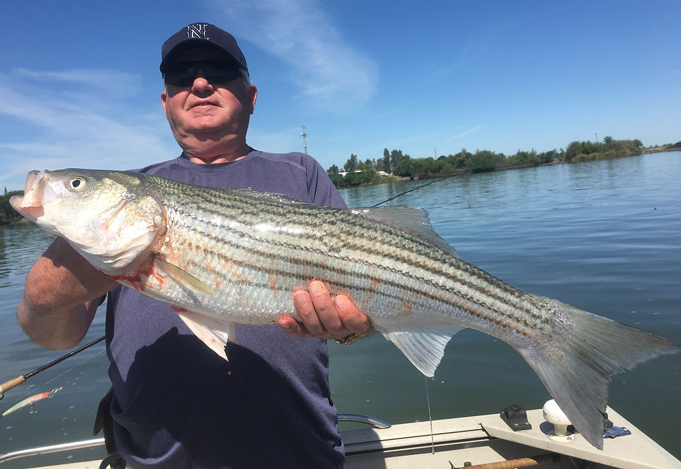 Delta Striper Fishing Report Sac River Fishing Report