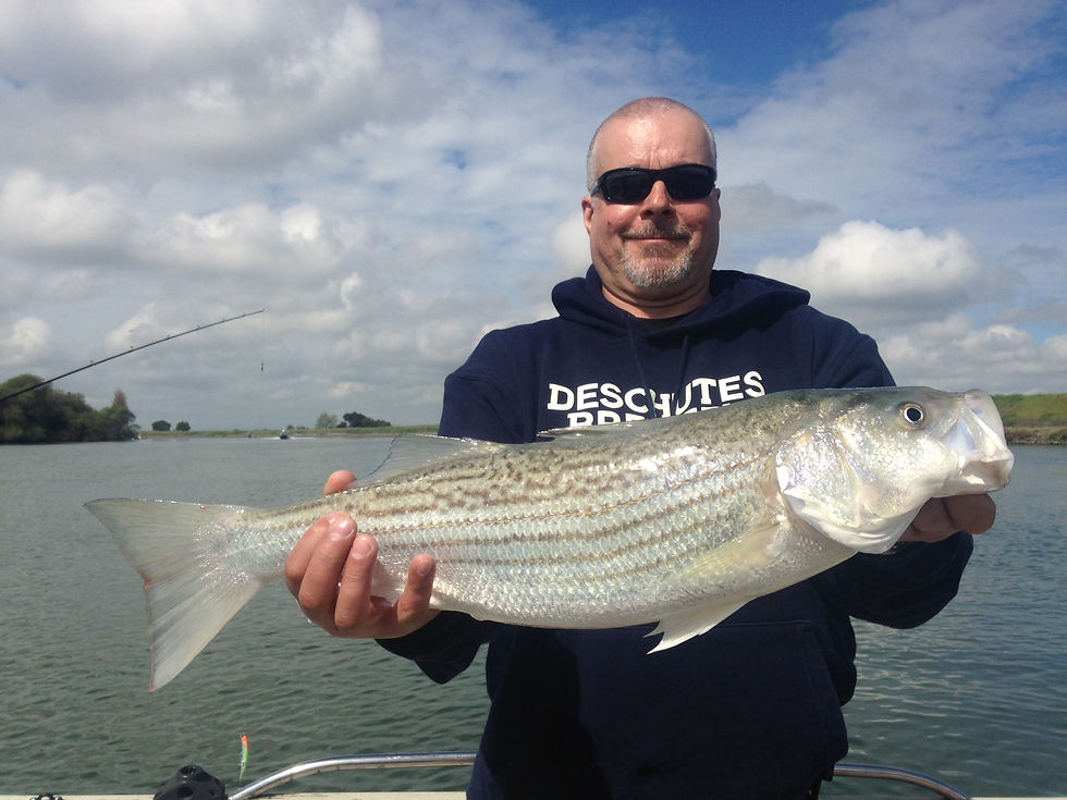 Delta Striper Fishing Report Sac River Fishing Report