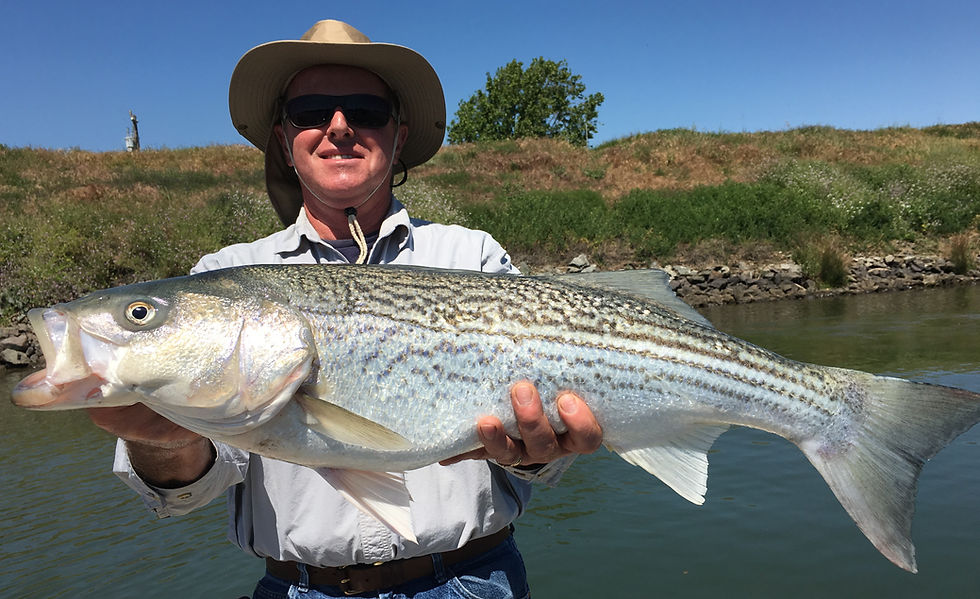 Delta Striper Fishing Report Sac River Fishing Report