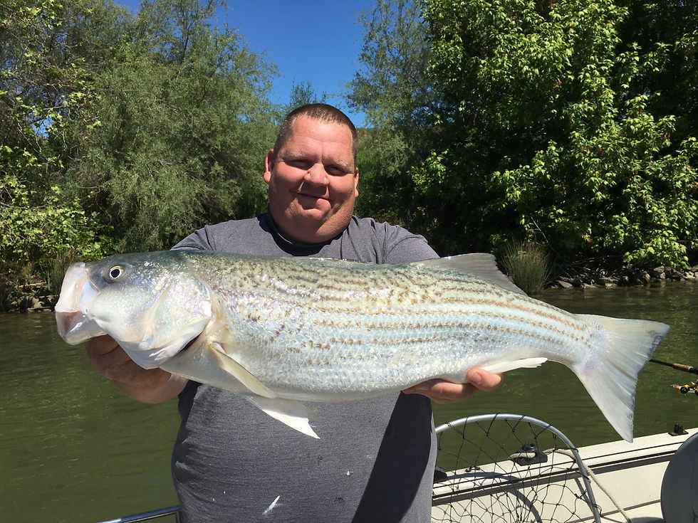 Delta Striper Fishing Report Sac River Fishing Report