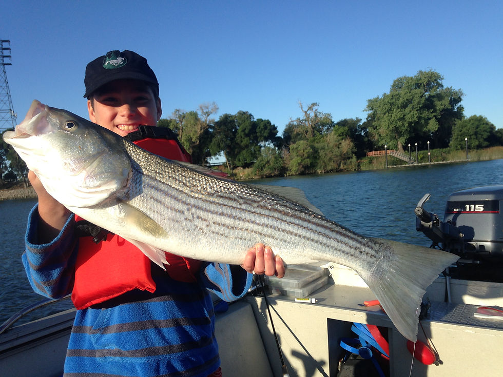Delta Striper Fishing Report Sac River Fishing Report