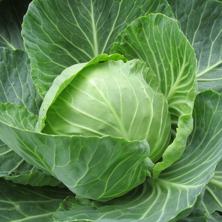 Spicy Vegan Cabbage Soup