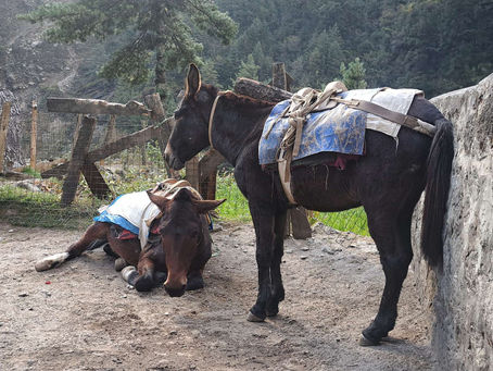 Reisblog: Dag 2 drie hoge passen Everest Base Camp trek, Phakding - Namche Bazar