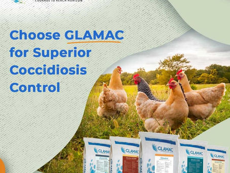 Who is the 100% natural poultry feed supplement suppliers in India?