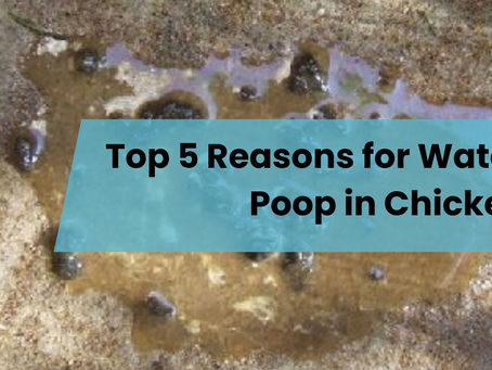 Top 5 Reasons for Watery Poop in Chickens