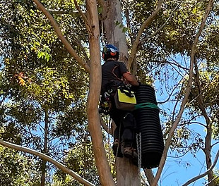 wildlife habitat installation margaret river tree pruning dunsborough tree trimming bussel