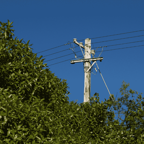 Have You Received A Western Power 40-Day Vegetation Notice For Your Trees?