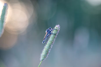 Naturfotodesign Herbert Roos
Naturfotos