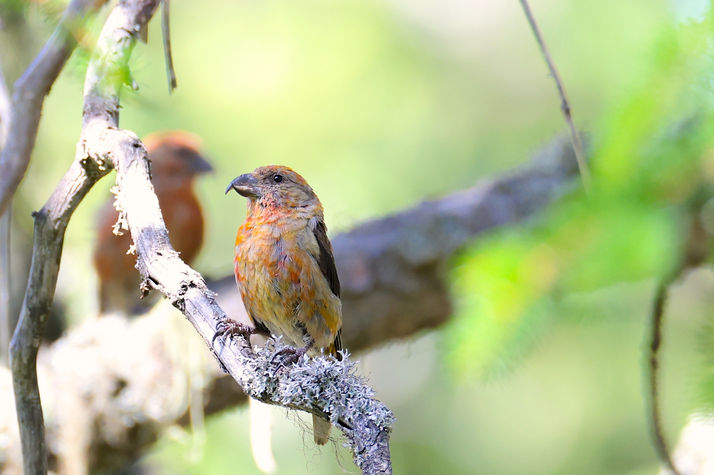 Naturfotodesign Herbert Roos