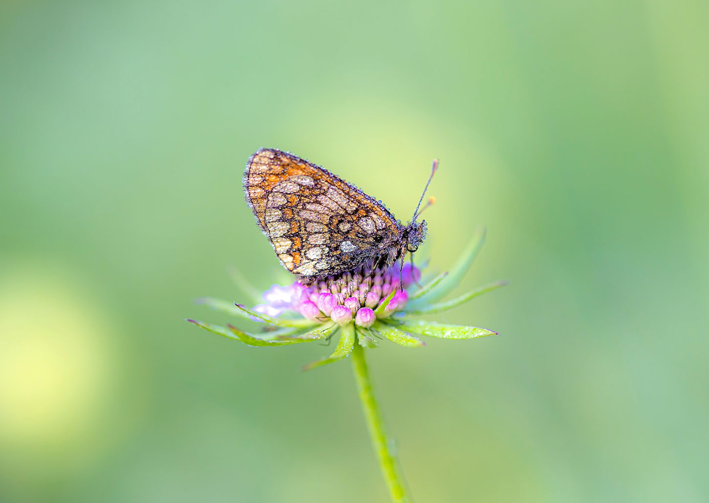 Naturfotodesign Herbert Roos