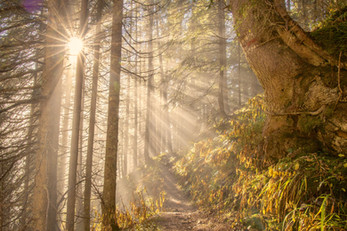 Naturfotodesign Herbert Roos