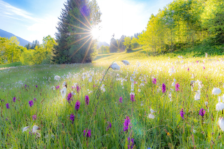Naturfotodesign Herbert Roos