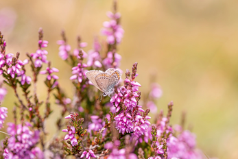 Naturfotodesign Herbert Roos
Naturfotos