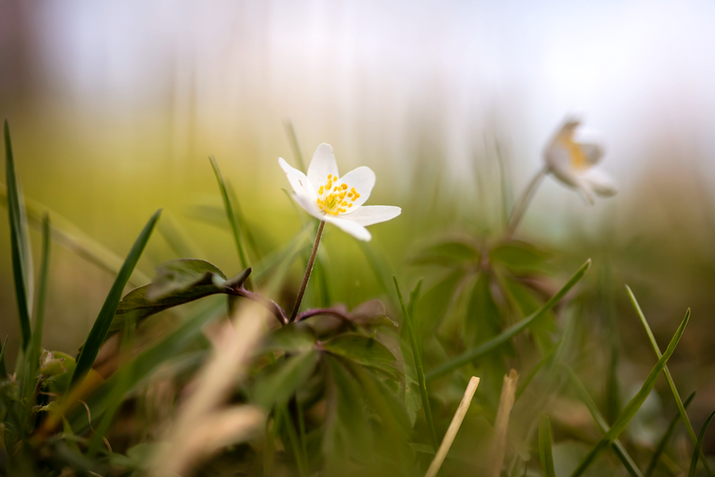 Naturfotodesign Herbert Roos
