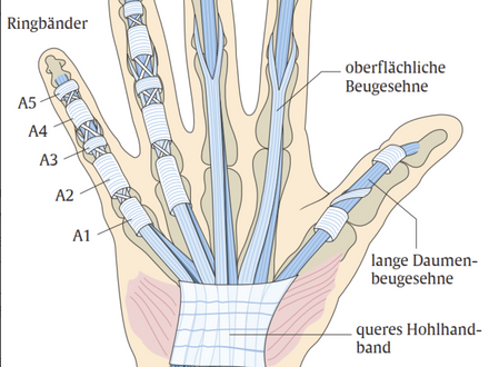 Handtherapie: Beugesehnenverletzungen