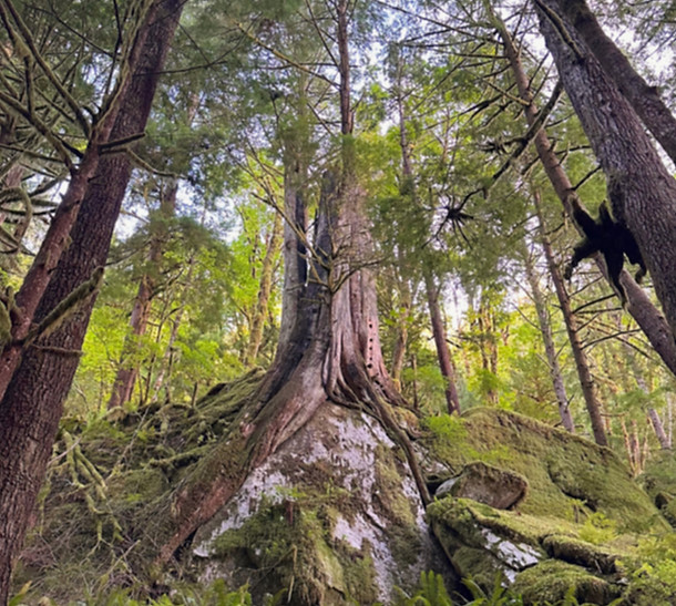 Pacific North West tree rooting over a cliff face