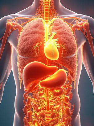 Create an anatomical illustration of the human body showing how chronic stress affects multiple systems simultaneously. Include visual representations of stress hormones flowing through the bloodstream, inflammation in different organs, muscle tension in the shoulders and neck, and a racing heart.