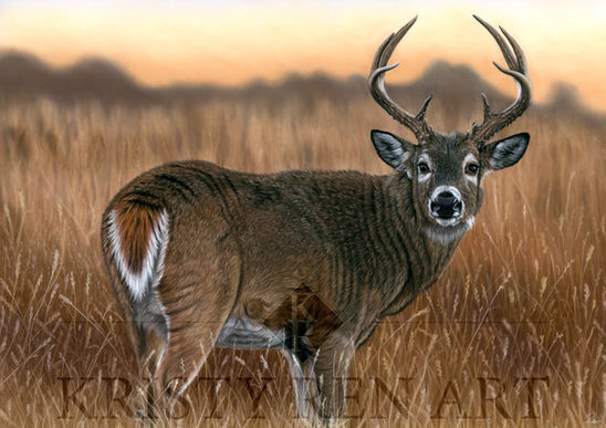Columbia white-tail deer in a field