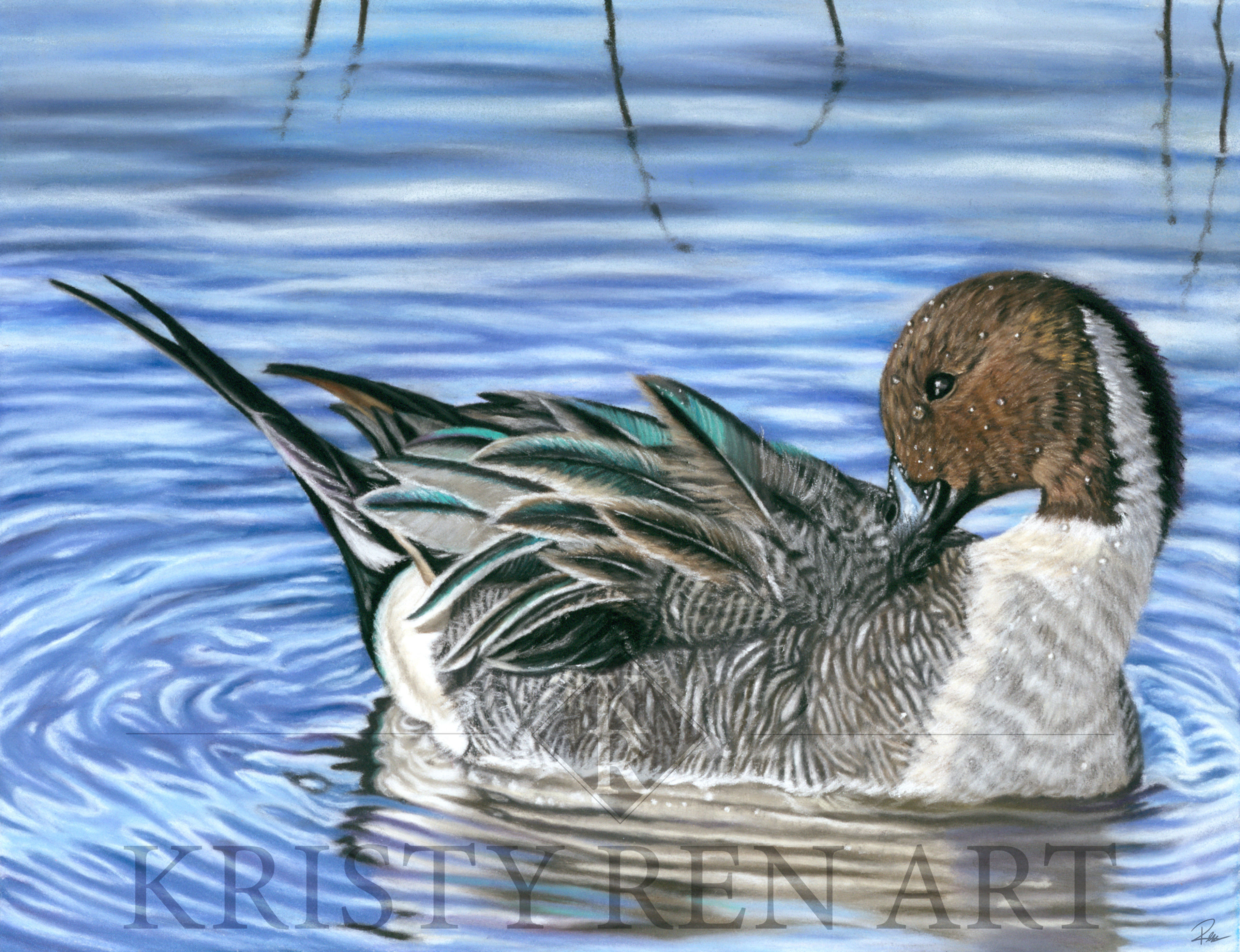 Northern Pintail