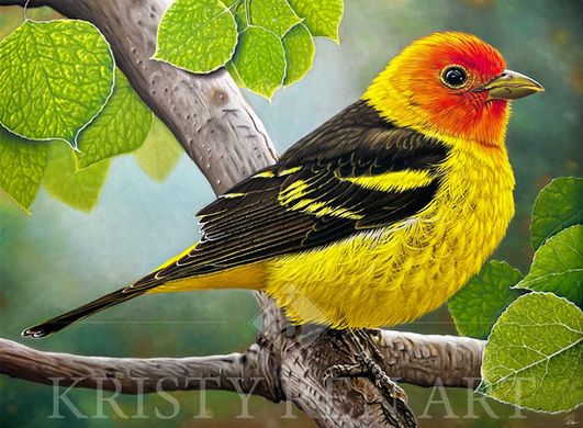 Male Western Tanager perched on a branch