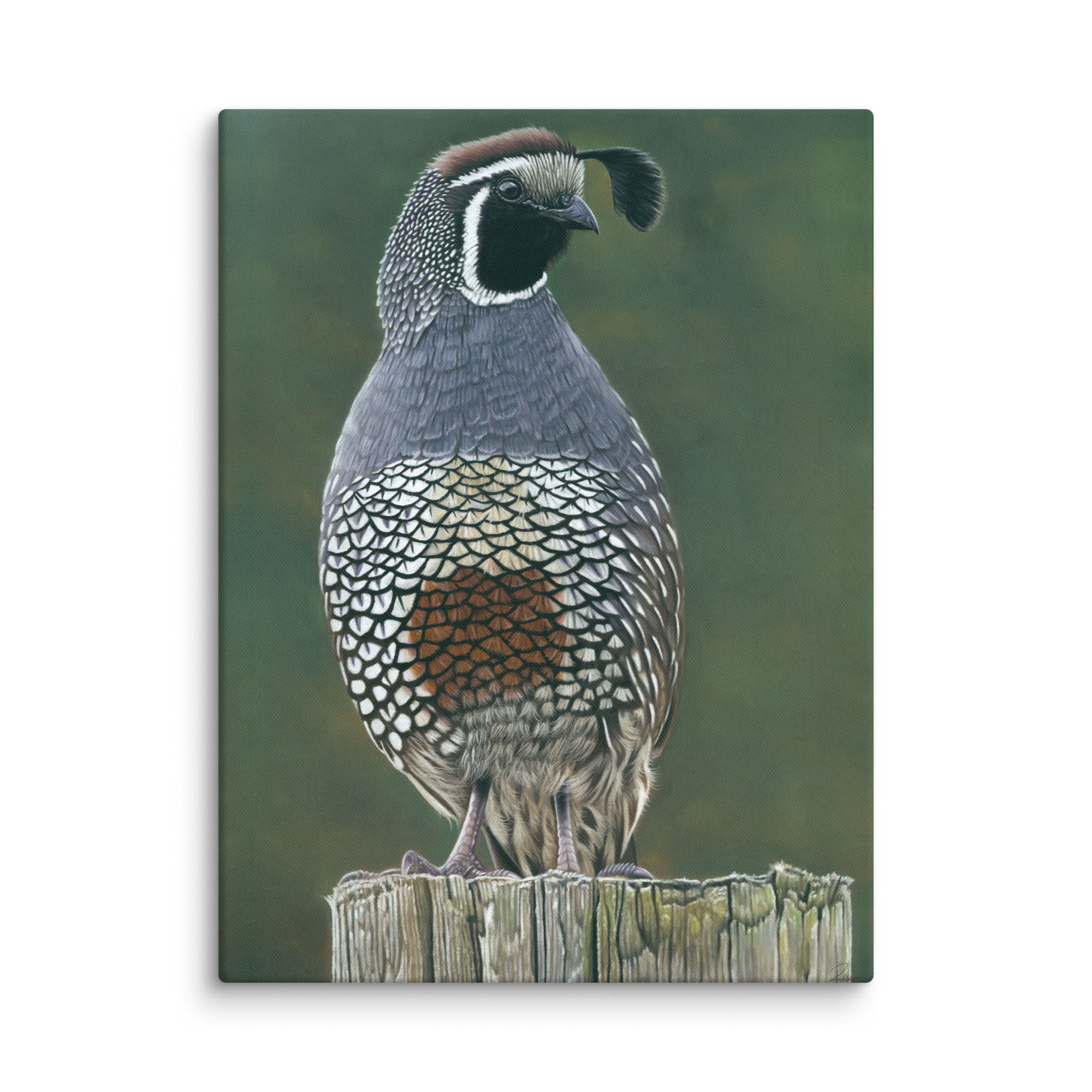 California Quail Canvas