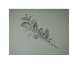 'Oh privet hedge', 2013, graphite on paper, 9" x 12"