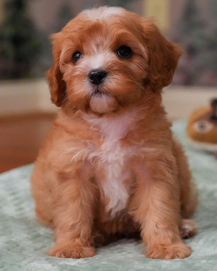 Ruckus, Cavapoo puppy, photo 20