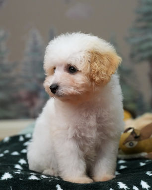 Wally, Cavapoo puppy, photo 13