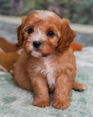 Ruckus, Cavapoo puppy, photo 17