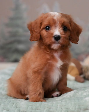 Bandit, Cavapoo puppy, photo 17
