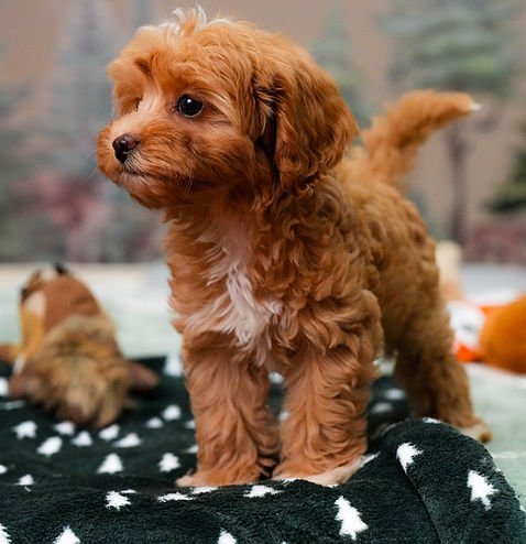 Red Cavapoo puppy with a white chest standing on a green blanket at Conner Creek Cavapoos