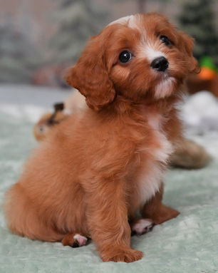 Bandit, Cavapoo puppy, photo 9