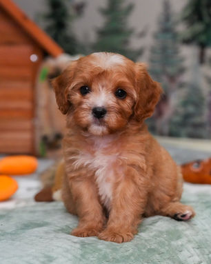 Ruckus, Cavapoo puppy, photo 2