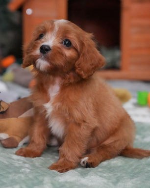 Bandit, Cavapoo puppy, photo 22